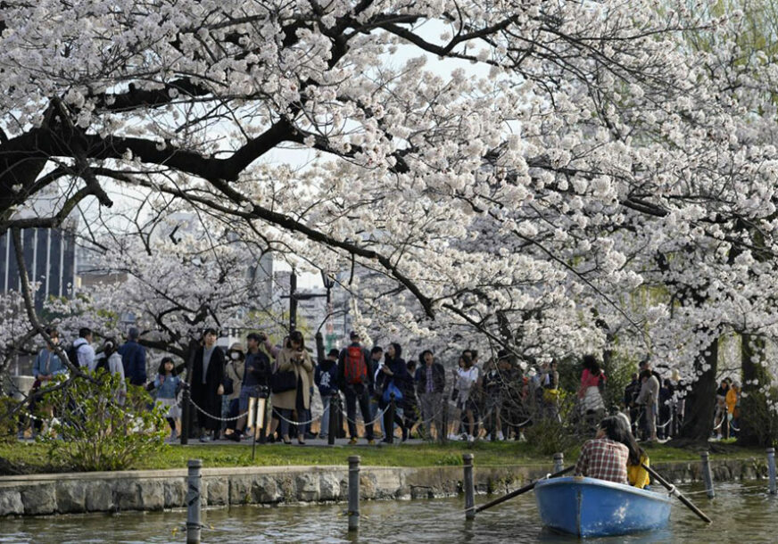 Japanske trešnje otvorile latice kada im vrijeme nije i to je ZABRINJAVAJUĆE