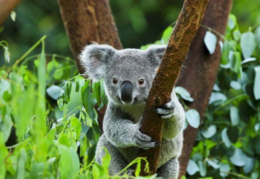 VATRENA STIHIJA PUSTOŠI AUSTRALIJU Stručnjaci strahuju za živote na stotine koala