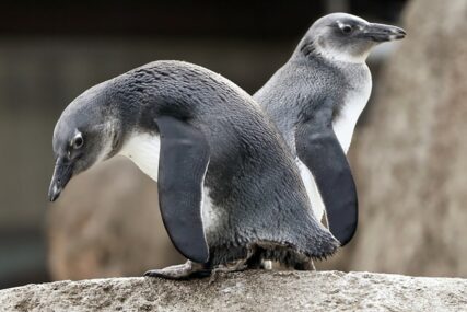 ZASTRAŠUJUĆE Hiljade beba carskih pingvina nestalo u moru na Antarktiku