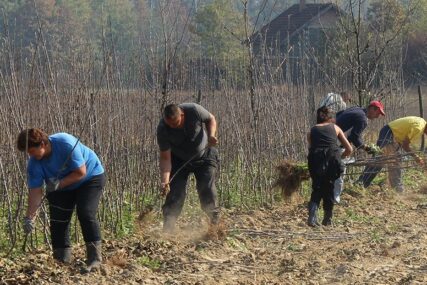 Dobra zarada u rasadnicima i voćnjacima: Radnici iz Srbije beru voće u Lijevče polju