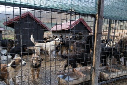 Došli da obiđu životinje koje čekaju svoj dom: Dobri ljudi iz Češke donirali hranu azilu za napuštene životinje na Manjači