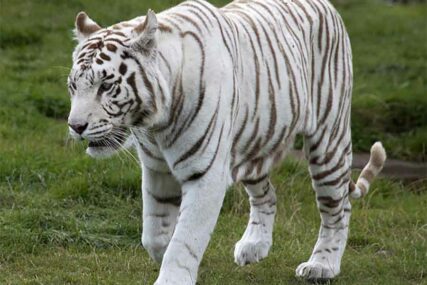 NA UDARU KRITIKA U zoološkom vrtu posjetioci se za 17 evra bore protiv lavova i tigrova (VIDEO)