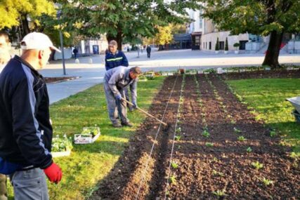 Sadnja, košenje trave i ambrozije: Grad planira narednih godina potrošiti milione na održavanje zelenila