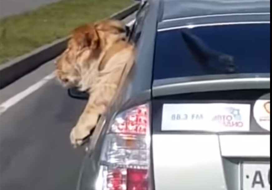 MAHANJE OD KRALJA ŽIVOTINJA Ljudi obično u autu voze pse koje vire kroz prozor, a u Rusiji LAVA (VIDEO)