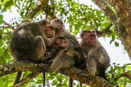 “KALI JE STIGLA KUĆI” Policija pronašla majmuna koji je ukraden iz zoološkog vrta