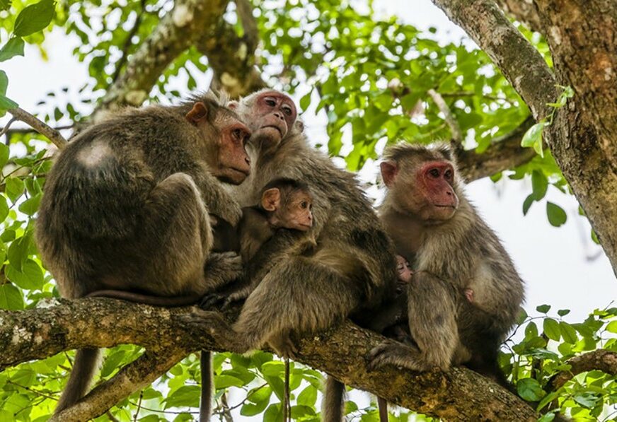 “KALI JE STIGLA KUĆI” Policija pronašla majmuna koji je ukraden iz zoološkog vrta