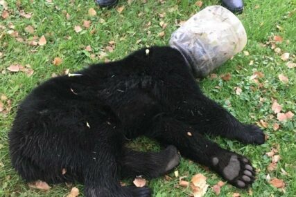 NESPRETNO MEČE Glava mu je zapela u PLASTIČNOJ KANTI, spasen nakon tri dana nevolja