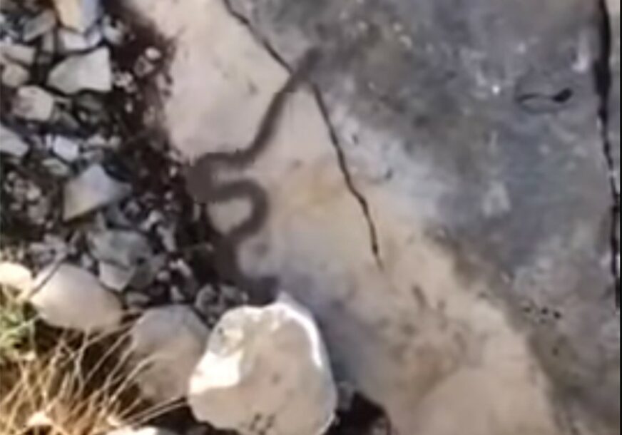 NEPROMIŠLJEN POTEZ Holanđanka na Biokovu htjela pomaziti poskoka, on je UGRIZAO (VIDEO)