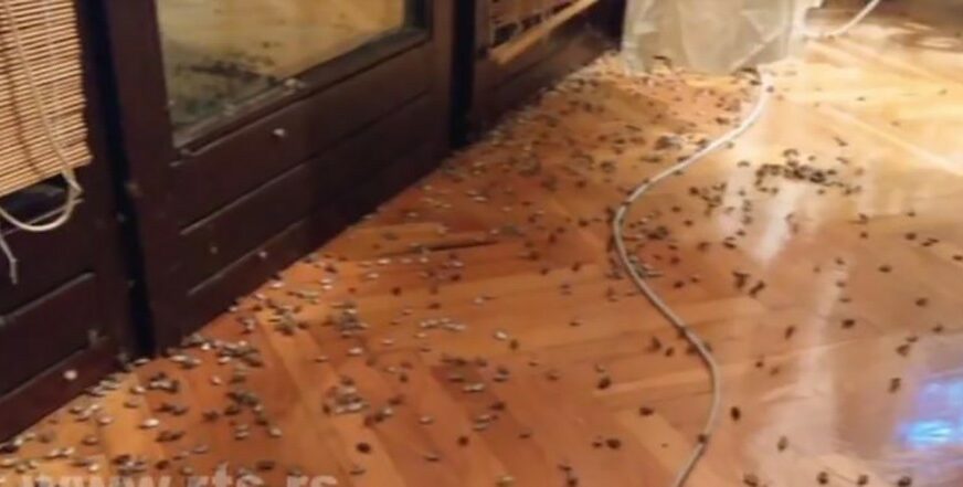 "KUĆA JE BILA BUKVALNO CRNA" Ninu je dočekala horor scena kada joj je u sobu ušlo NA HILJADE SMRDIBUBA (VIDEO)