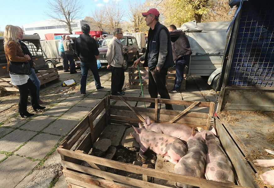 Uskoro će biti i 10 KM: Kilogram žive vage prasića u Srpskoj opasno se približio cijeni svježeg mesa