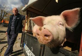 Cijena samo raste: Pogledajte koliko ćete PLATITI TOVLJENIKA u novembru, ako ga danas  rezervišete