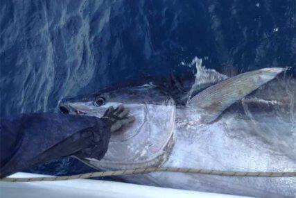 ČUDO IZ MORSKIH DUBINA Ulovljena tuna teška 317 kilograma (VIDEO, FOTO)