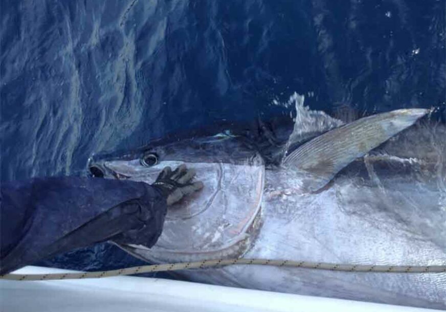 ČUDO IZ MORSKIH DUBINA Ulovljena tuna teška 317 kilograma (VIDEO, FOTO)