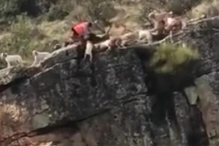 Lovac gledao kako čopor pasa napada jelena i dovodi ga do litice, a onda se desilo NEŠTO UŽASNO (VIDEO)