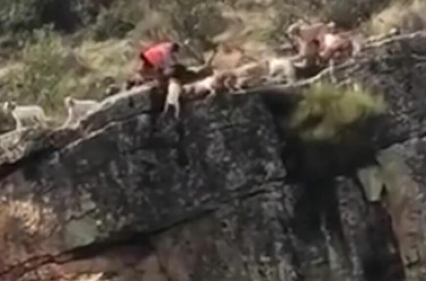 Lovac gledao kako čopor pasa napada jelena i dovodi ga do litice, a onda se desilo NEŠTO UŽASNO (VIDEO)