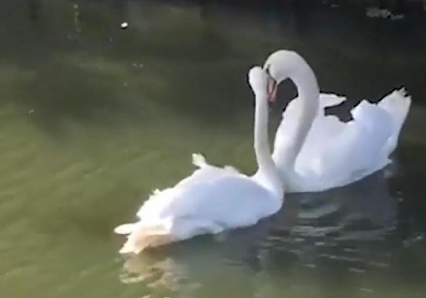 ZNAJU ŠTA JE VAŽNO U ŽIVOTU Pogledajte reakciju para labudova poslije duge razdvojenosti (VIDEO)