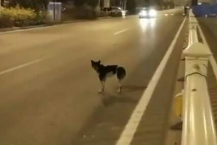 “TAKO JE ODAN” Pas koji je više od 80 dana na ulici čekao vlasnicu koja je ubijena OSVOJIO SVIJET (VIDEO)