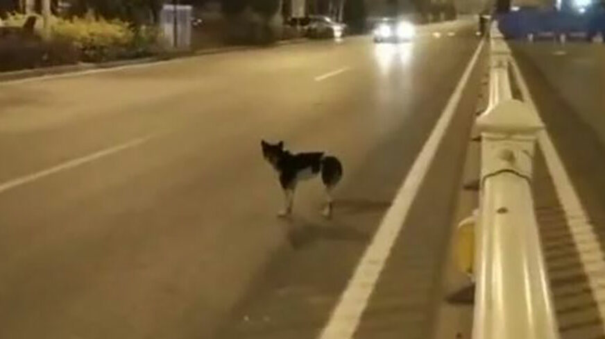 “TAKO JE ODAN” Pas koji je više od 80 dana na ulici čekao vlasnicu koja je ubijena OSVOJIO SVIJET (VIDEO)