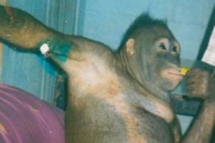 STRAVIČNO Ženka orangutana Poni bila SEKS ROBINJA za radnike farme na Borneu