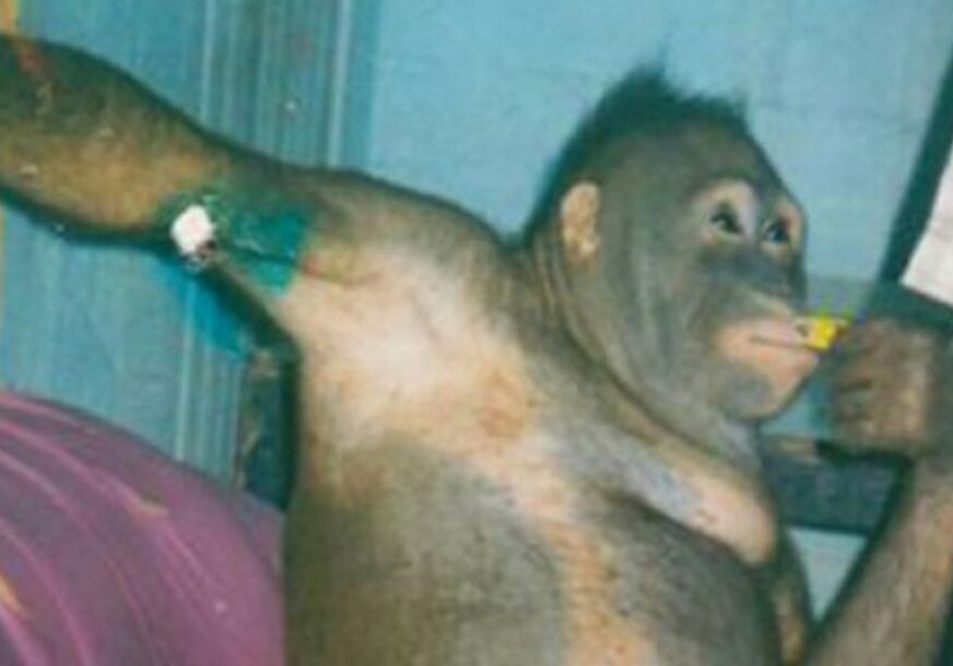 STRAVIČNO Ženka orangutana Poni bila SEKS ROBINJA za radnike farme na Borneu