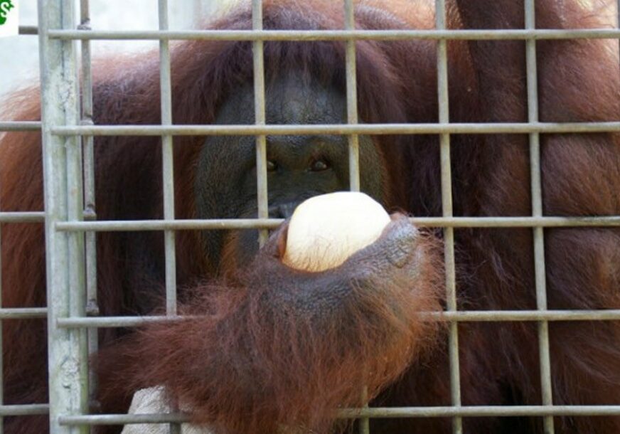 Foto: Orangutan.or.id
