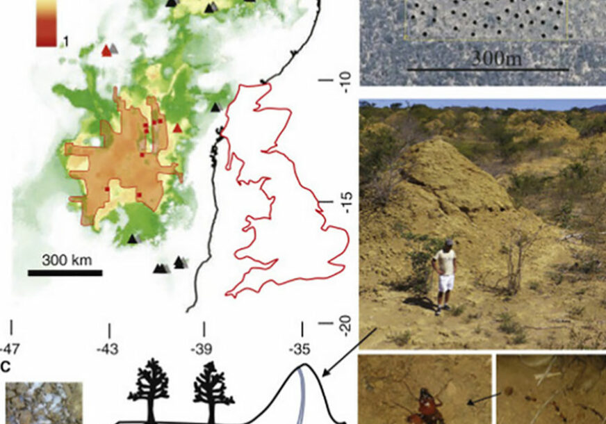 Foto: Current biology / Stephen j. Martin, roj r. Funch, paul r. Hanson, eun-hye yoo / arhiva