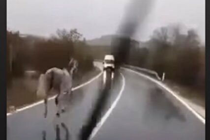 POTRESAN SNIMAK Konj je izbjegao DIREKTAN SUDAR sa vozilom, ali kombi mu je prešao preko nogu (VIDEO)