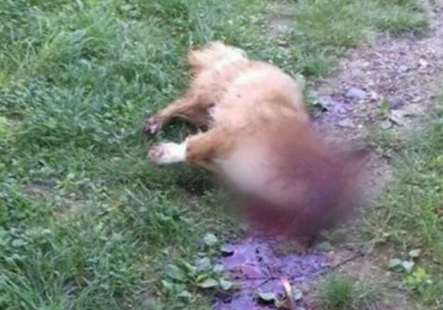“ZA OVU BRUTALNOST NIKO NIJE ODGOVARAO” Uznemirujuće fotografije ubijenih pasa u Zavidovićima (FOTO)
