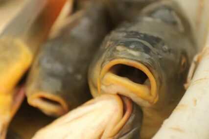 OBUSTAVLJENA ISPORUKA RIBE IZ JAPANA U ribama iz Fukušime otkriven RADIOAKTIVNI CEZIJUM