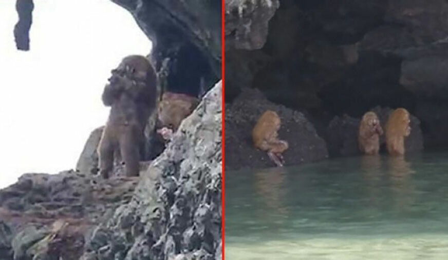TURISTI ŠOKIRANI Bizarna stvorenja, POLA LJUDI, POLA MAJMUNI, snimljeni na Tajlandu (VIDEO)