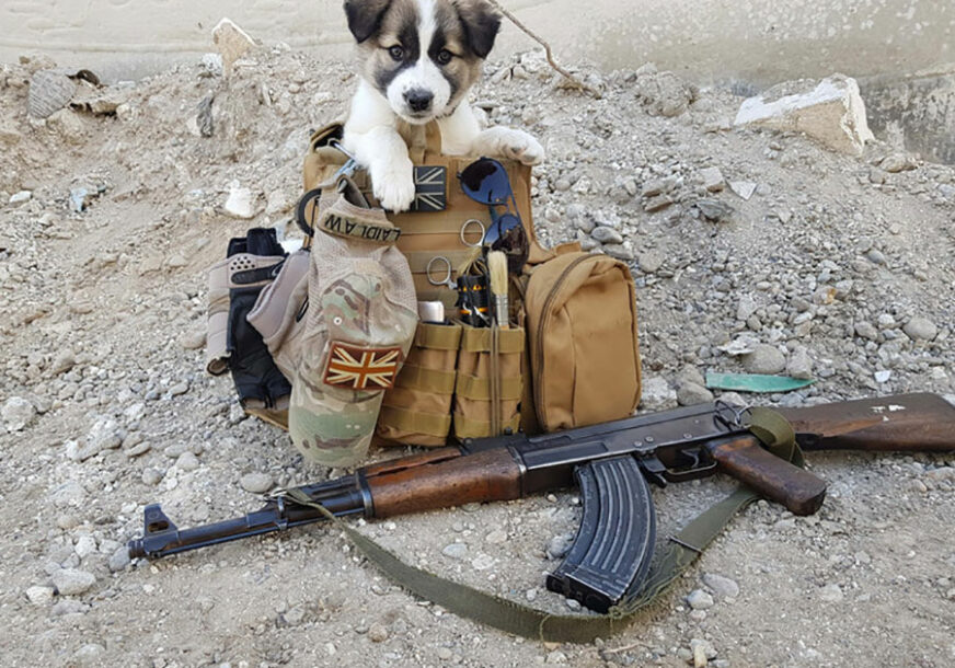 Ovako je štene Beri pobjeglo od RATA U SIRIJI: Dok je deaktivirao bombu u Raki vojnik začuo kako neko CVILI IZ RUŠEVINA