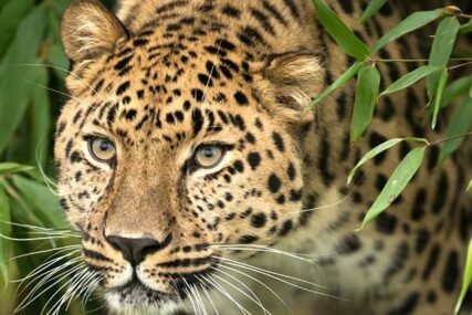 BORBA ZA ŽIVOT Leopard ušetao u naselje i NAPAO čovjeka (VIDEO)