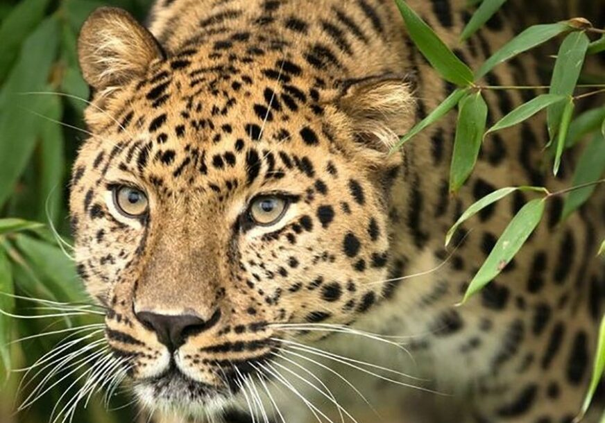 ZVIJER RASKOMADALA BEBU Leopard se ušunjao u sobu, ZGRABIO DIJETE i odnio ga u šumu