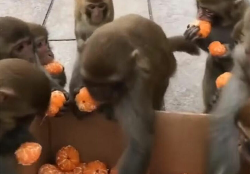 ZADIVLJUJUĆE Majmuni u redu održali LEKCIJU O PONAŠANJU (VIDEO)