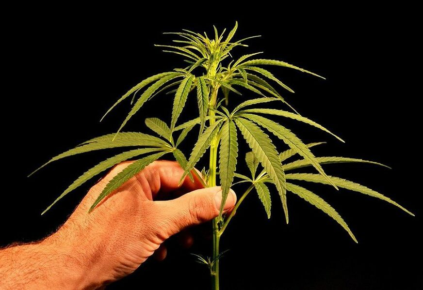 DROGA U DŽAKOVIMA U kanjonu rijeke pronađeno približno 100 kilograma marihuane