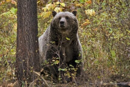 USTALI IZ ZIMSKOG SNA Poznati lovac snimio medvjede u šumi, prelijep prizor PODIJELIO SA SVIMA