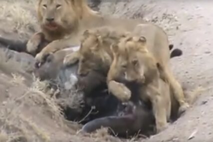 BORBA ZA GOLI ŽIVOT Lavovi srušili usamljenog bivola, ali ovo nisu očekivali (VIDEO)