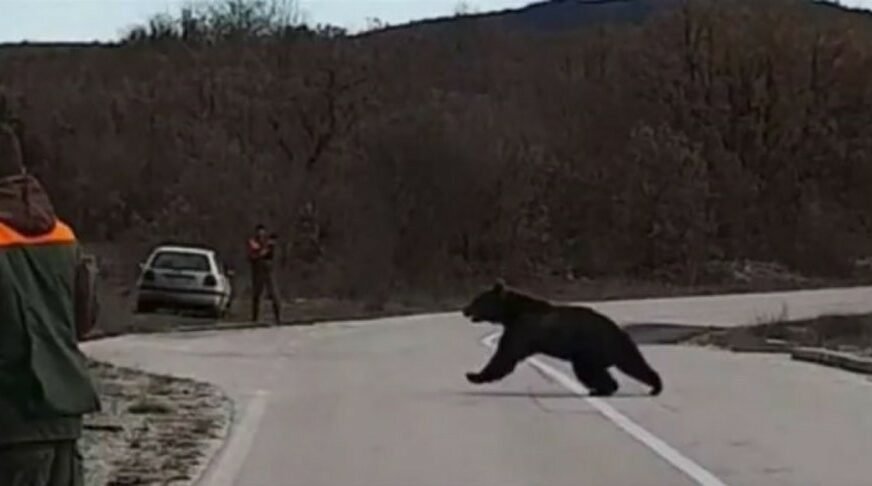 Pogledajte reakciju lovaca kada je veliki medvjed protrčao pored njih (VIDEO)