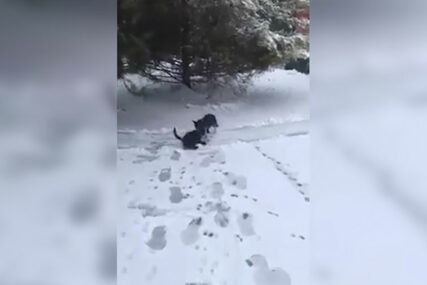 NJIHOVA LJUBAV NEMA GRANICE Ovaj brižni pas naučiće vas jednu VAŽNU ŽIVOTNU LEKCIJU (VIDEO)
