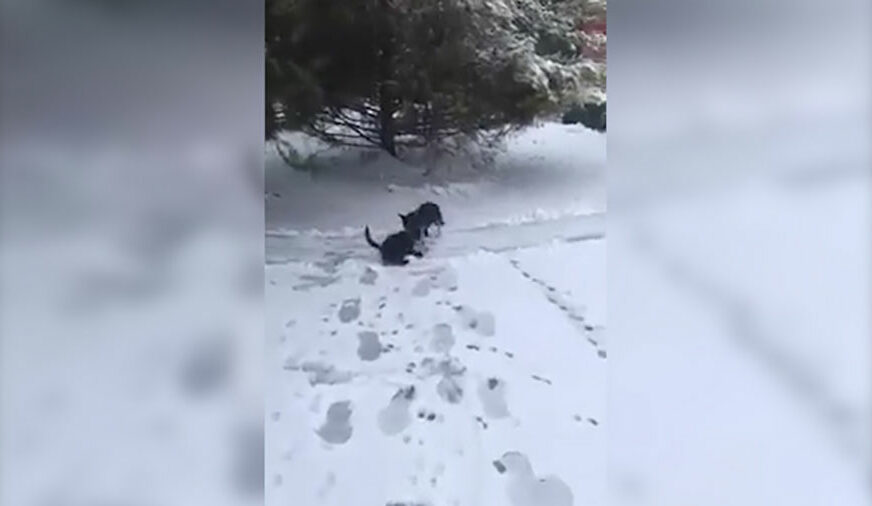 NJIHOVA LJUBAV NEMA GRANICE Ovaj brižni pas naučiće vas jednu VAŽNU ŽIVOTNU LEKCIJU (VIDEO)
