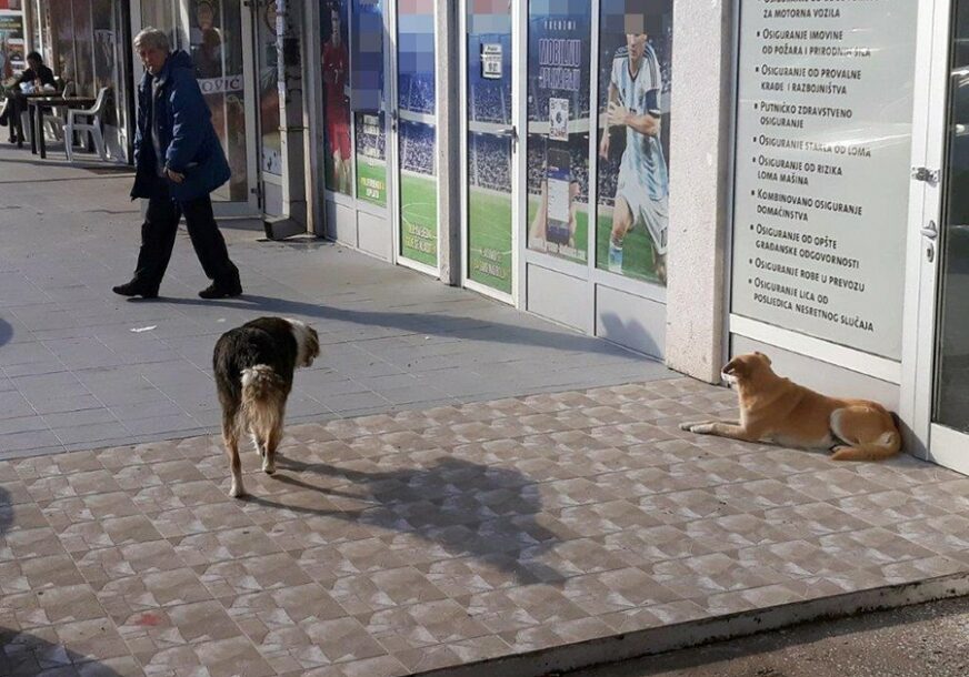 Lutalice napadaju stanovnike Istočnog Sarajeva: Građani strahuju od pasa
