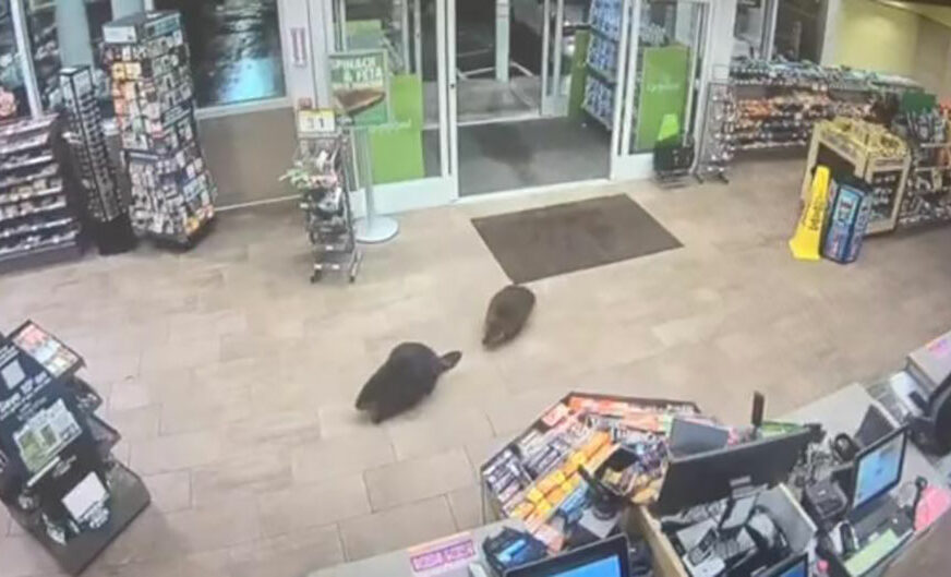 NEOBIČNE MUŠTERIJE Radnici na pumpi ostali u ŠOKU kada su ONI ušetali u radnju (VIDEO)