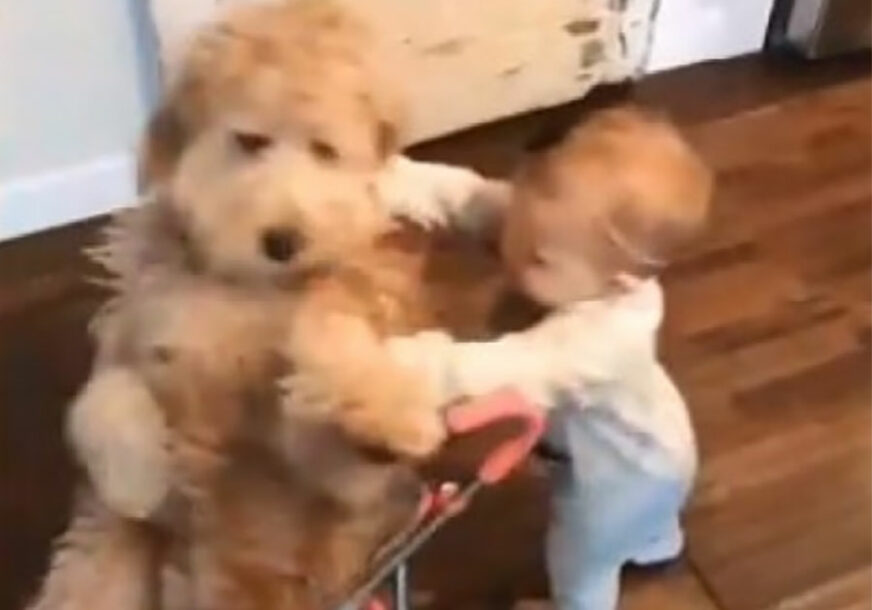 PRESLATKO Djevojčica se igrala sa psom, a onda je odlučila da se predugo vozio (VIDEO)