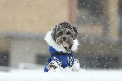 Njega psećih jastučića zimi: Bez obuće može doći do upale šapa (FOTO)