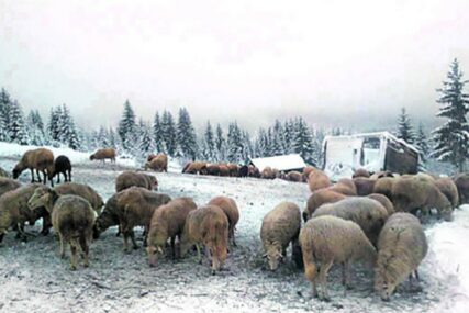 PONOVO UHAPŠENI Dolijali kradljivci stoke koji su sada odnijeli 18 ovaca i jagnjadi