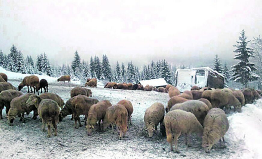 PONOVO UHAPŠENI Dolijali kradljivci stoke koji su sada odnijeli 18 ovaca i jagnjadi