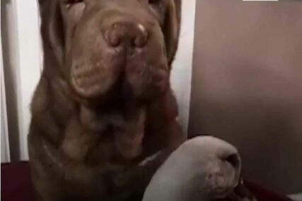 LJUBAV JE SLIJEPA Guska se zaljubila u psa, čim mu neko priđe ona počinje da GURA I UJEDA (VIDEO)