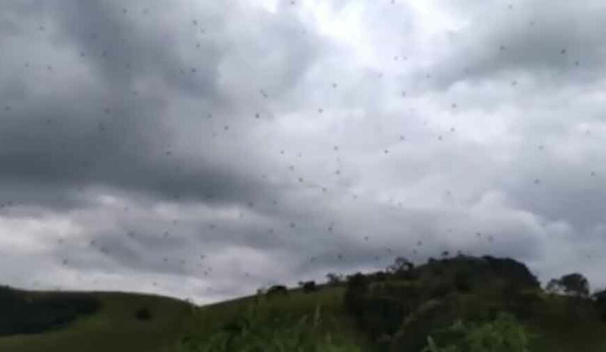 SAVRŠENA OPTIČKA ILUZIJA U Brazilu pauci padaju s neba (VIDEO)