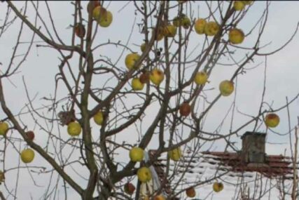 JAČI OD ZIME Krupni i sočni plodovi jabuke “hrabro” se drže na granama UPRKOS MINUSU