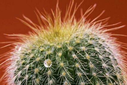 Ljudi su zaista slični biljkama: Saznajte da li ste u vezi kaktus ili paprat